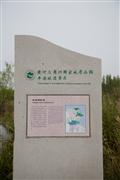 黃河三角洲濕地